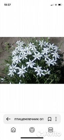 Птицемлечник