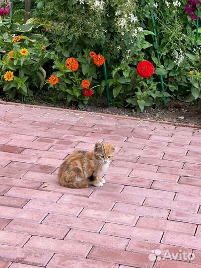 Котики бесплатно в добрые руки
