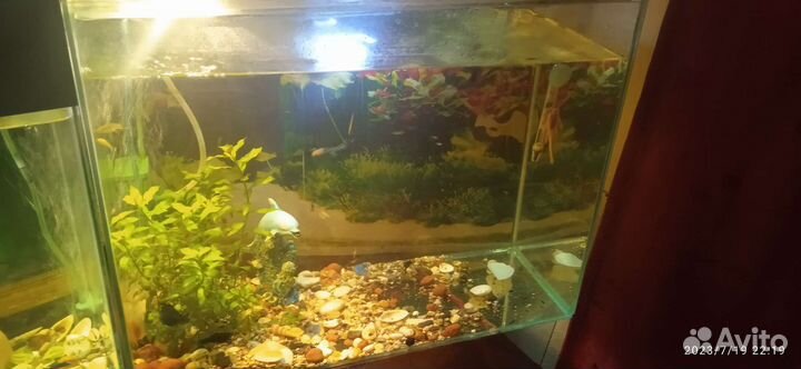 Аквариум