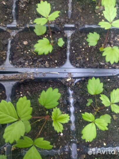 Ремонтантная земляника