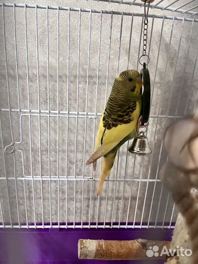 Волнистый попугай с клеткой