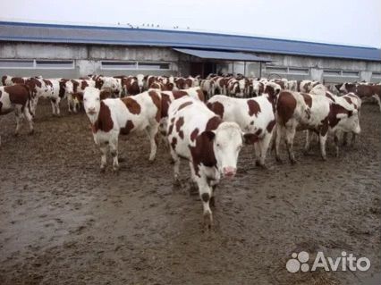 Телки нетели