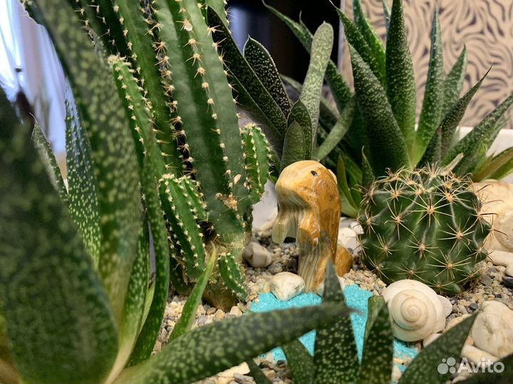 Флорариум с натуральными камнями и растениями