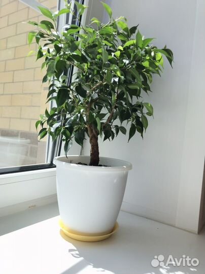 Фикус бенджамина