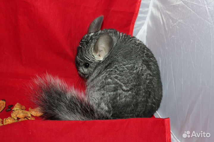 Шиншиллы и шиншиллята