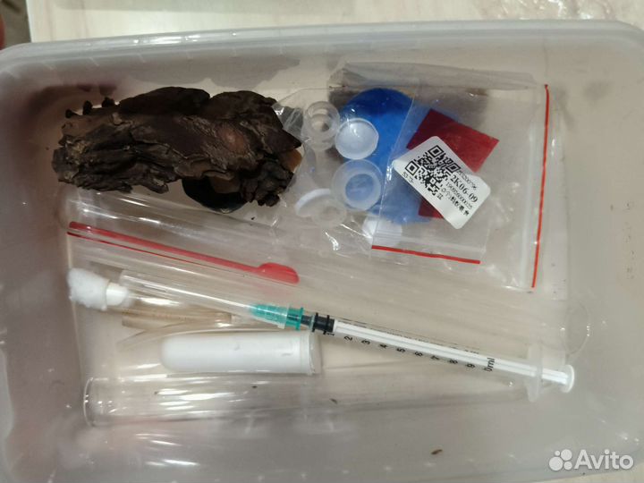 Муравьиная ферма с муравьями