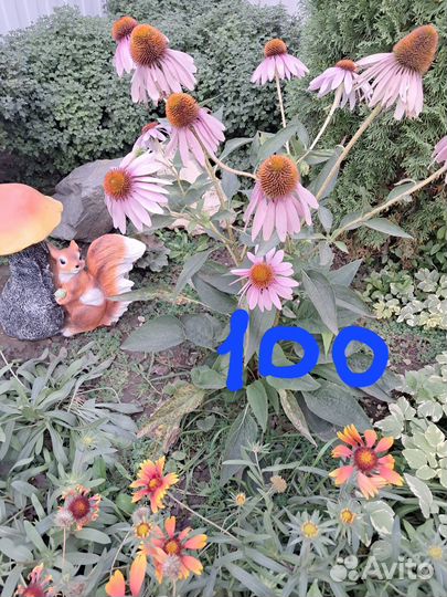 Цветы садовые многолетние