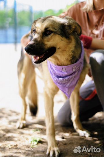 Собака бесплатно