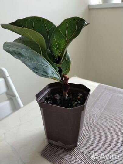 Фикус лирата бамбино