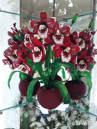 Орхидея мильтония