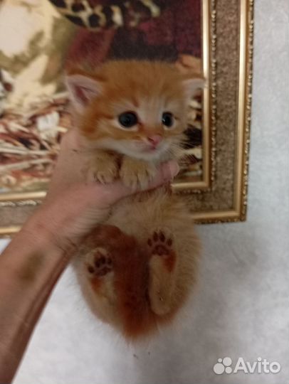 Кошка