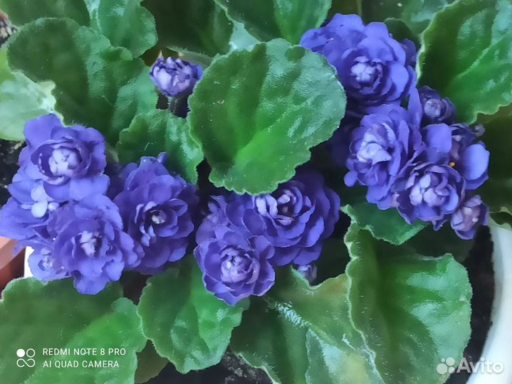 Сортовые фиалки