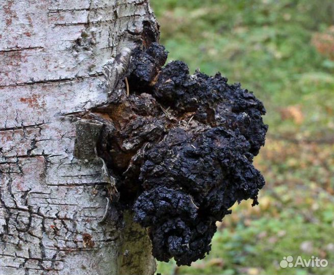 Березовый гриб чага