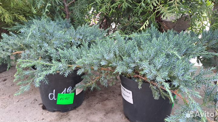 Декоративные растения для сада