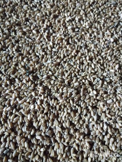 Мягкая пшеница