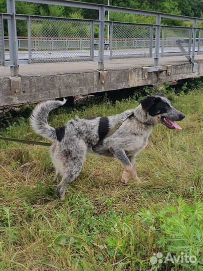 Собака в добрые руки