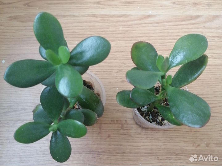 Суккуленты