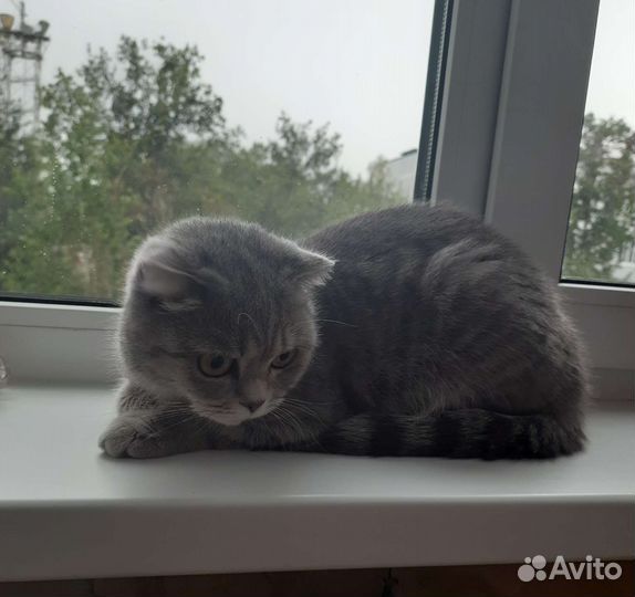 Британская кошка в дар