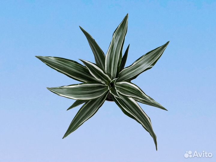 Драцена Фрагранс Вайт Джевел 12/30