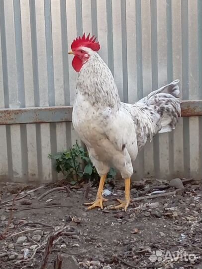 Петух