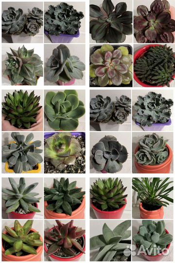 Суккуленты коллекционные