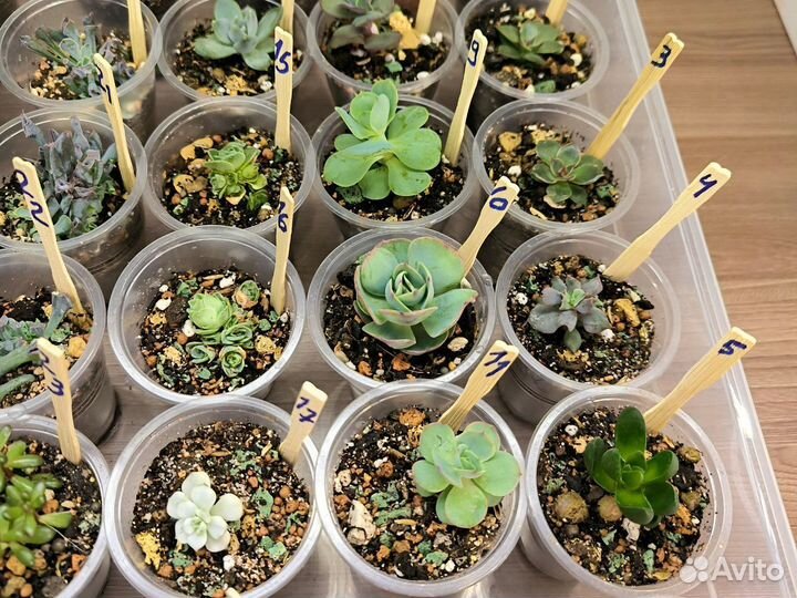 Суккуленты