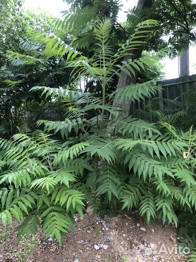 Сумах саженцы