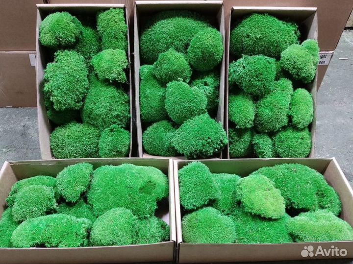 Мох Стабилизированный ягель, кочка, пласт, панно