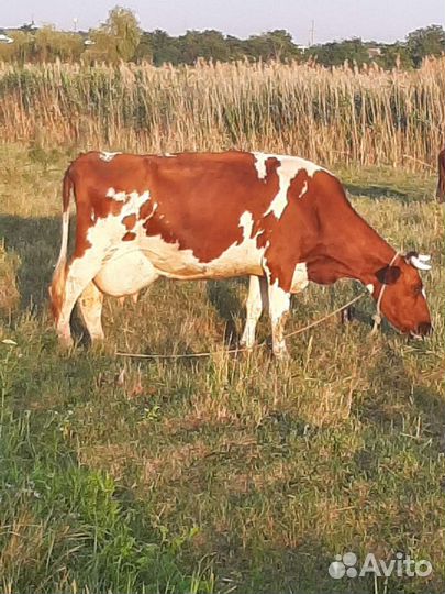Корова дойная
