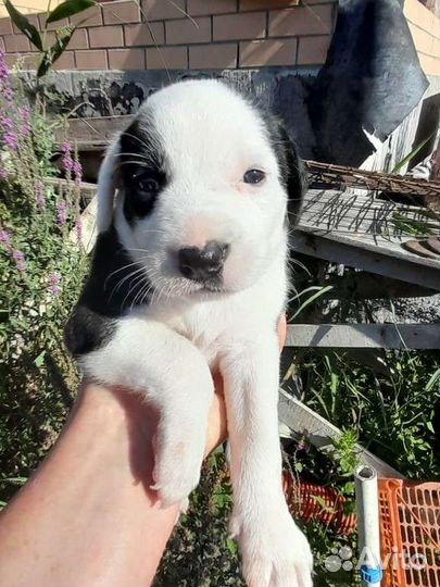 Щенки бесплатно