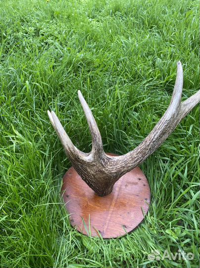 Рога лося