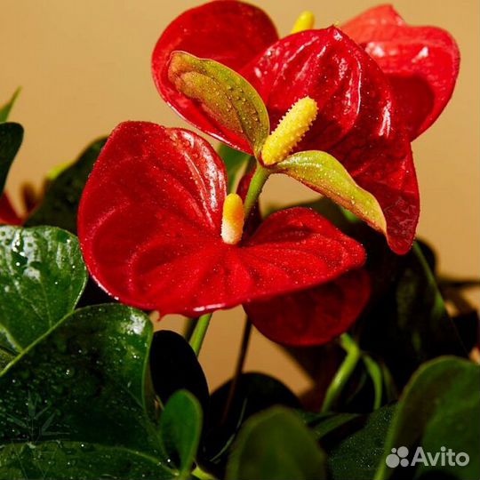 Антуриум в сером кашпо