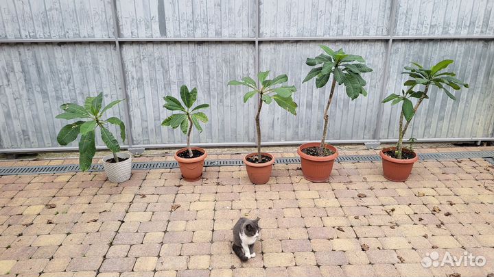 Плюмерия - черенки и саженцы