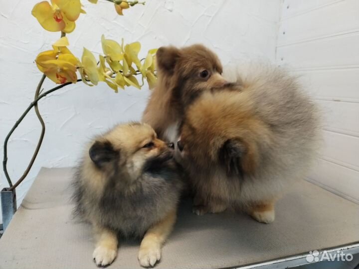 Груминг собак и кошек