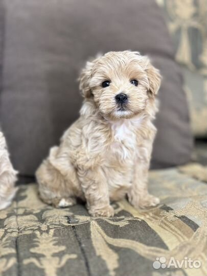 Щенки мальтипу f1 мини