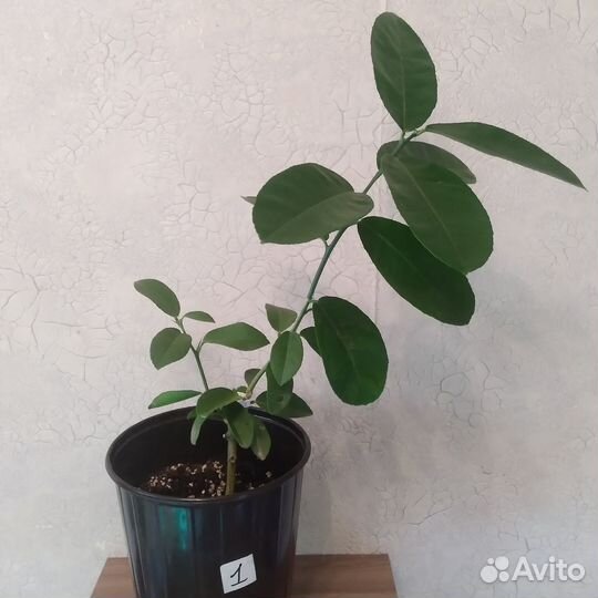 Лимоны. Саженцы