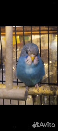 Волнистый попугай