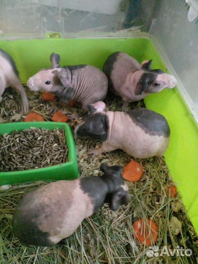 Декоративные кролики и морские свинки