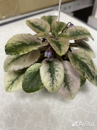 Фиалка мини