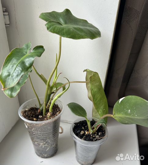 Монстера Адансона Минт Ред Андерсон эпипремнум