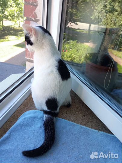 Котёнок Лали 4 месяца