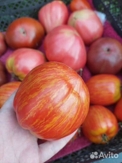 Помидоры домашние