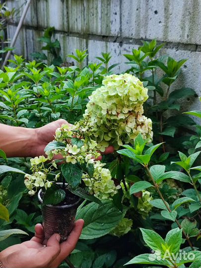 Гортензия метельчатая ванила фрайз