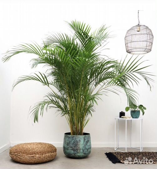 Растения для офиса, дома. Уход