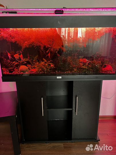 Аквариум с тумбой juwel 200 л