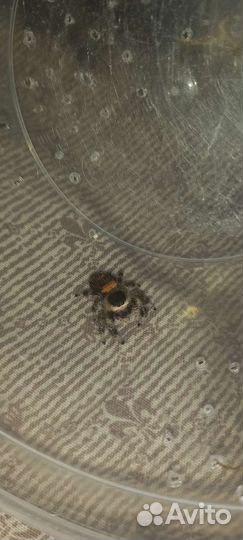 Королевский паук скакун