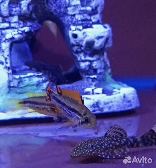 Рыбки аквариумные и растения ассортимент магазина