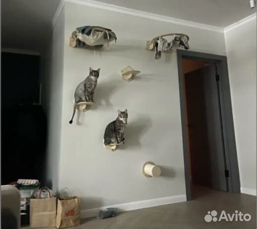 Аксессуары / комплекты / для кошек