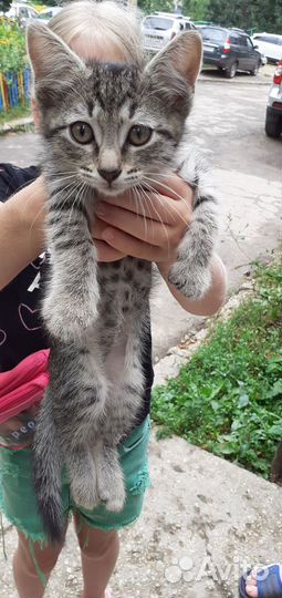 Кошечка в добрые руки