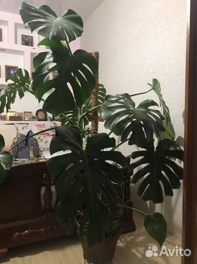 Монстера большая. Лиана